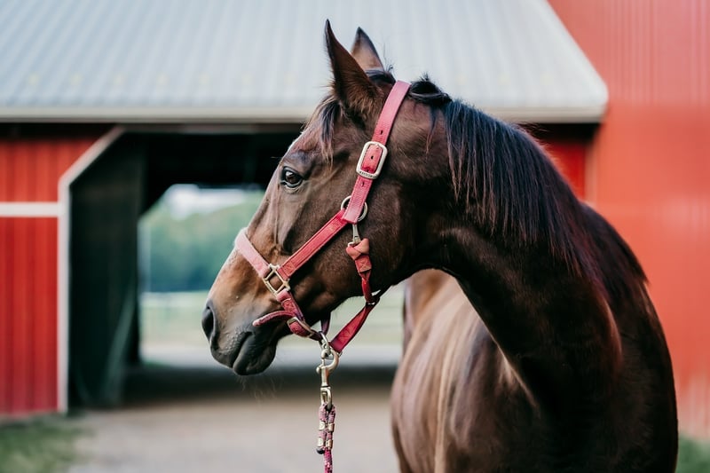 Barn Weddings