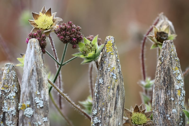 Garden Retreats
